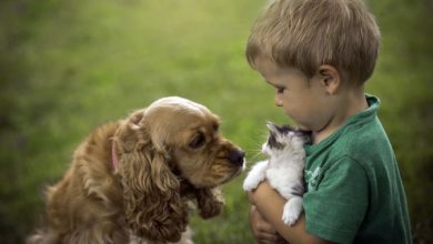 Фото - Роль домашних животных в воспитании эмпатии