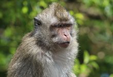 Фото - В Удмуртии обезьяна вырвала клок волос у девочки на выставке животных